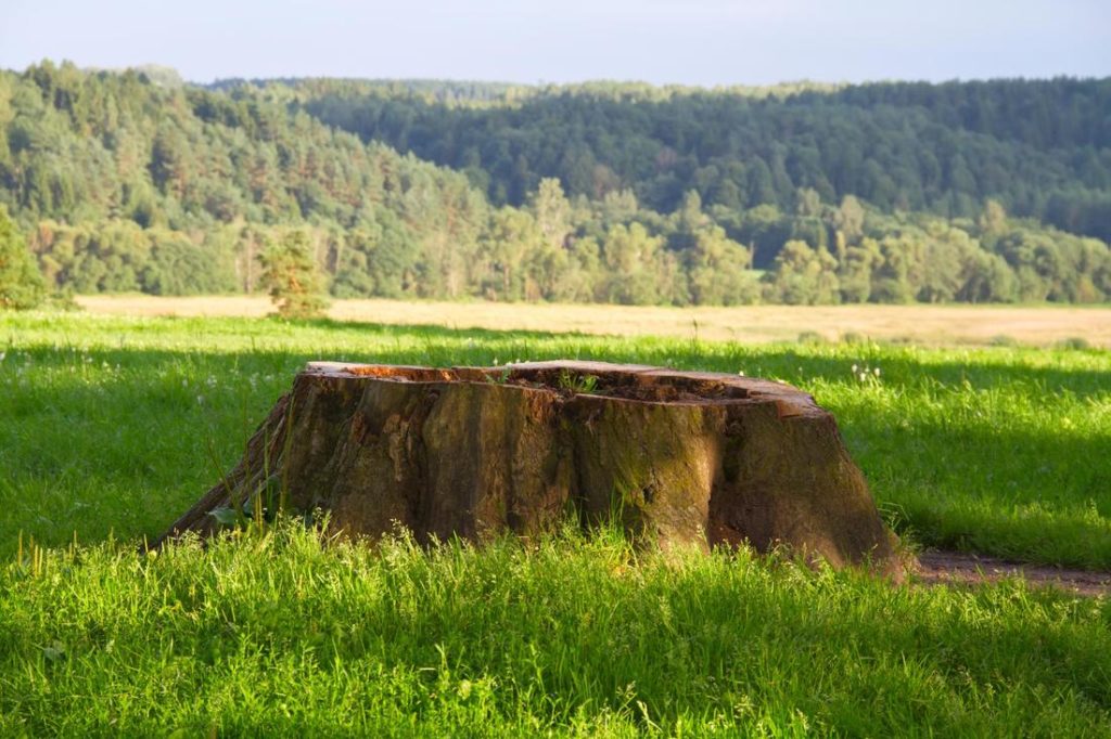 stump on the grass field