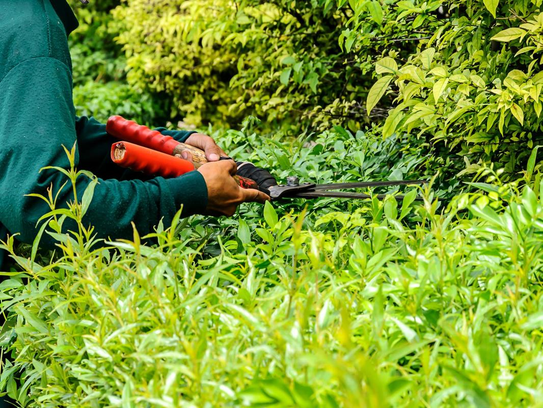 Brush Clearing What You Need To Know! Tree Service Montgomery AL